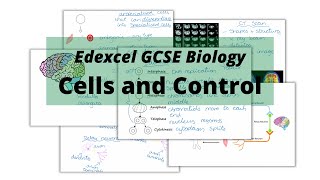 The WHOLE of Edexcel GCSE Biology CELLS AND CONTROL screenshot 1
