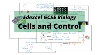 The WHOLE of Edexcel GCSE Biology CELLS AND CONTROL
