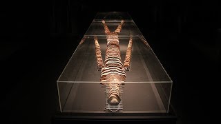 Gunther von Hagens. Body Worlds (the anatomical exhibition of real human bodies) - Видео от GennadyVideo