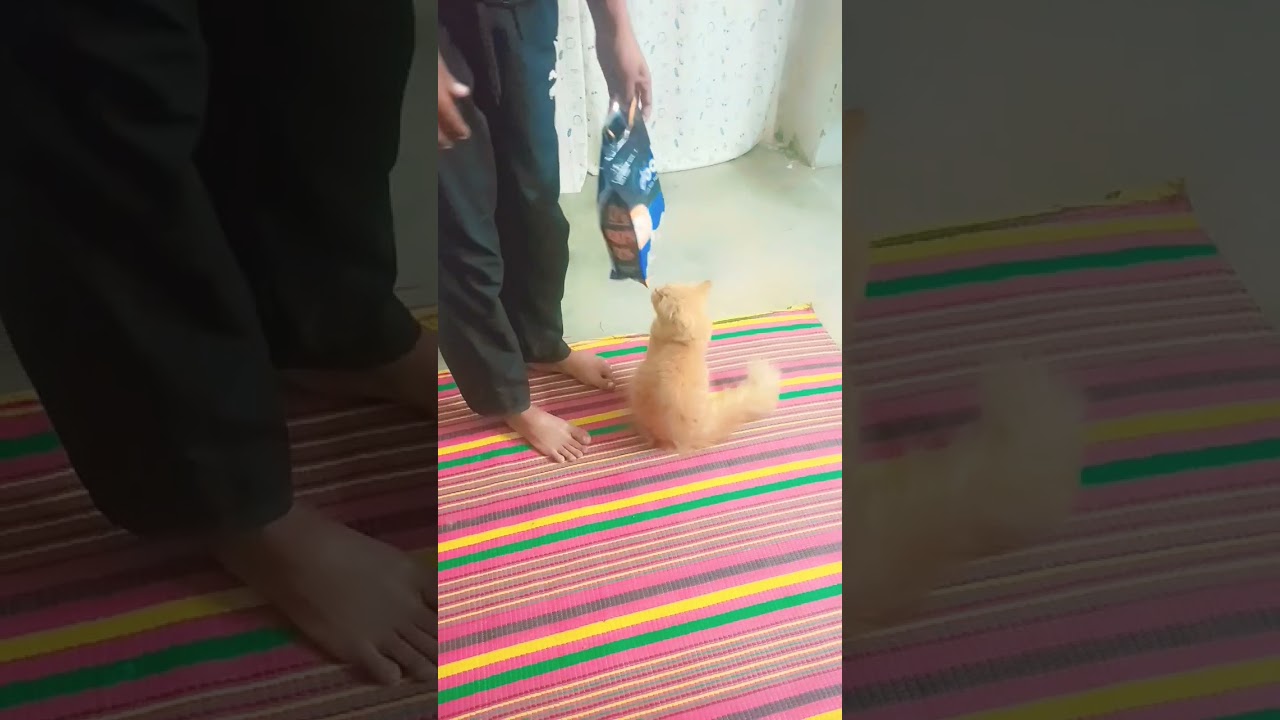 #cat #super poem#viral video