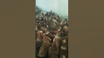 Thumbnail of #coversong #coverlagu #cover #lagu #music #ayam #modalawalternakpuyuhpetelur500ekor #ayamberkualitas