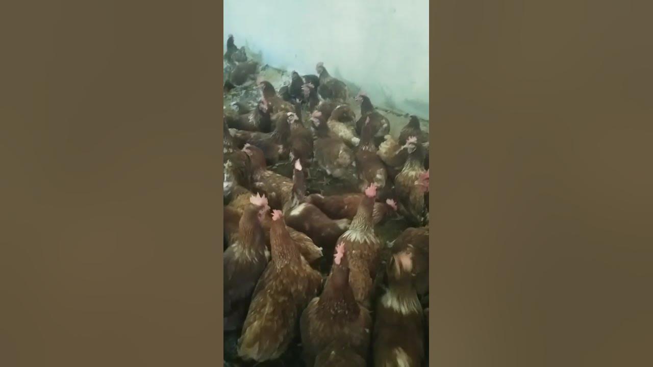 #coversong #coverlagu #cover #lagu #music #ayam #modalawalternakpuyuhpetelur500ekor #ayamberkualitas