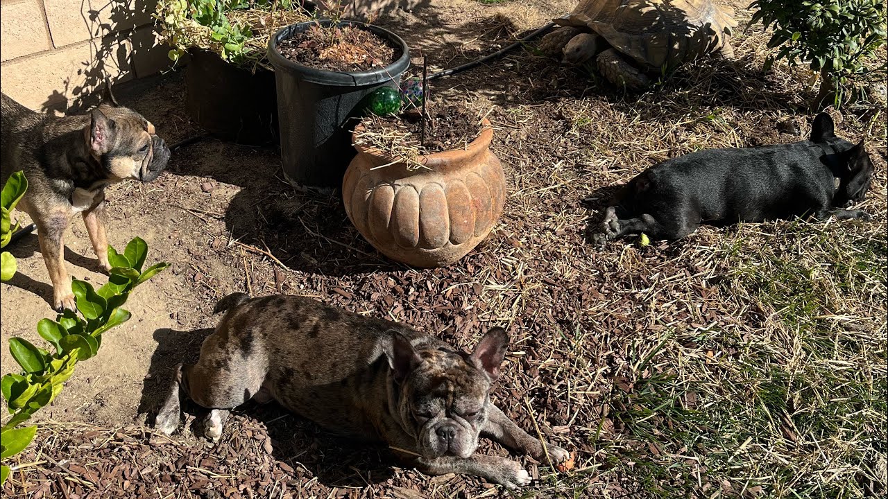 Tortoise 🐢 attack!!!!! 