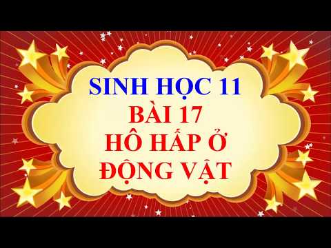 Video Sinh học lớp 11 - Bài 17 - Hô hấp ở động vật - YouTube