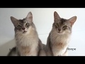15 Amazing Cat Tricks by Somali Cats の動画、YouTube動画。