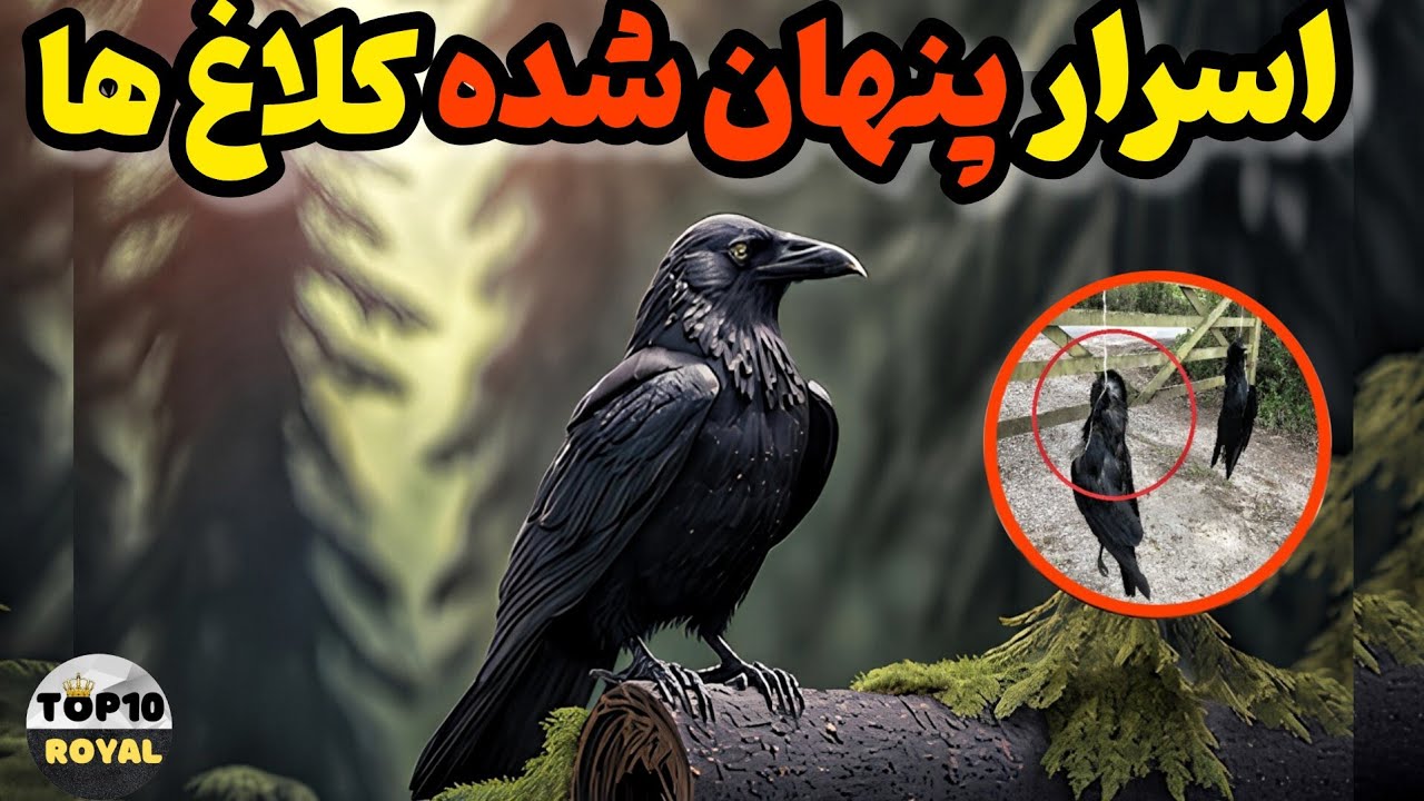 حقایق پنهان شده کلاغ ها : عجیب‌ترین حقایق کلاغ ها که با دیدنش شوکه میشی