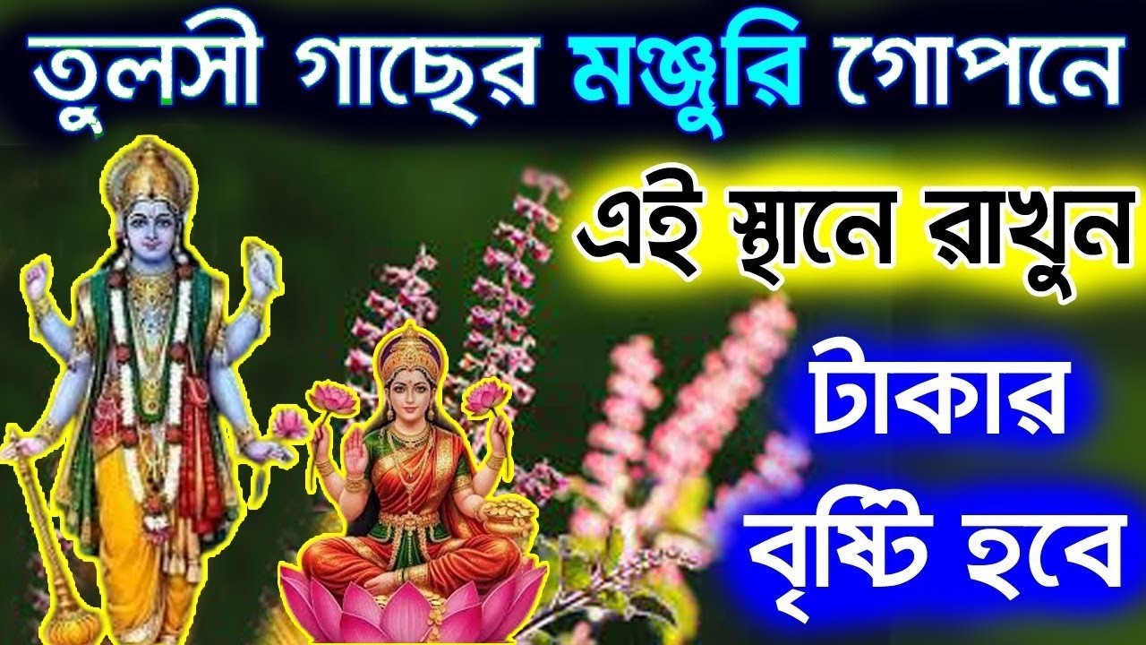 মাঘ মাস চলাকলীন তুলসী গাছের মঞ্জুরি গোপনে এই স্থানে রাখুন, টাকার বৃষ্টি হবে?