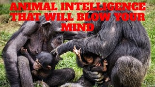 Animal Intelligence That Will Blow Your Mind