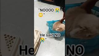 “Tom said NO… but this happened 😳🐱” #cat #trending #ytshorts