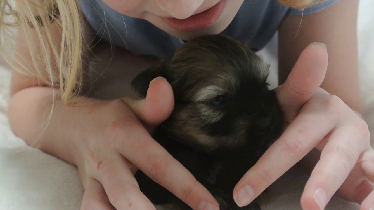 Tanner the Havaton Puppy with Genavie