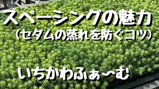 スペーシングの魅力