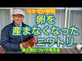 はかせが解説「卵を産まなくなったニワトリ」食と命について考える