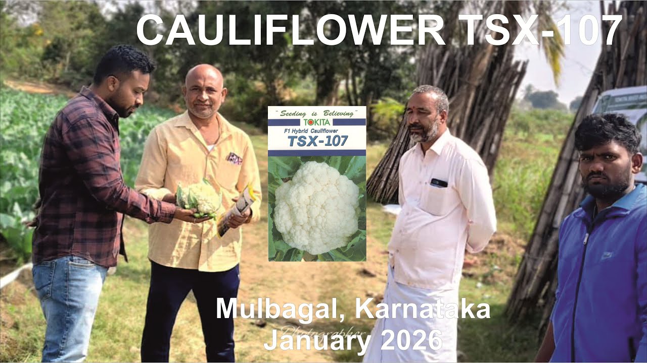 Cauliflower TSX 107 Mulbagal January 2026