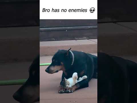 Cat love always wins