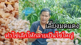 เลี้ยงไข่มดแดง 3ปีไม่มีไข่ใหญ่(ไข่มดแดง)ให้ใช้วิธีนี้ได้ผล100เปอร์เซ็นต์