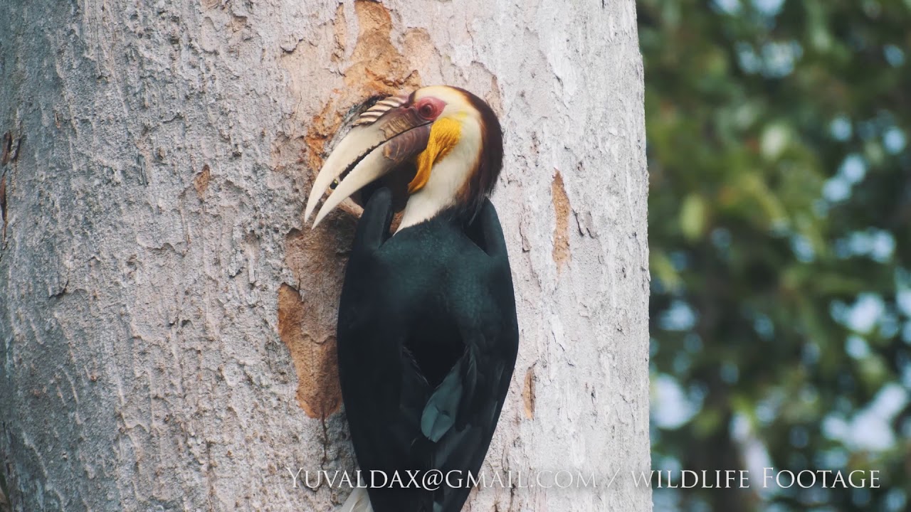 Wreathed hornbill 