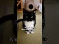 He grew up, but stayed adorable #catsofyoutube #cutecat #uni