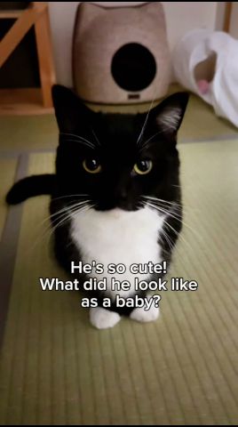 He grew up, but stayed adorable #catsofyoutube #cutecat #uni