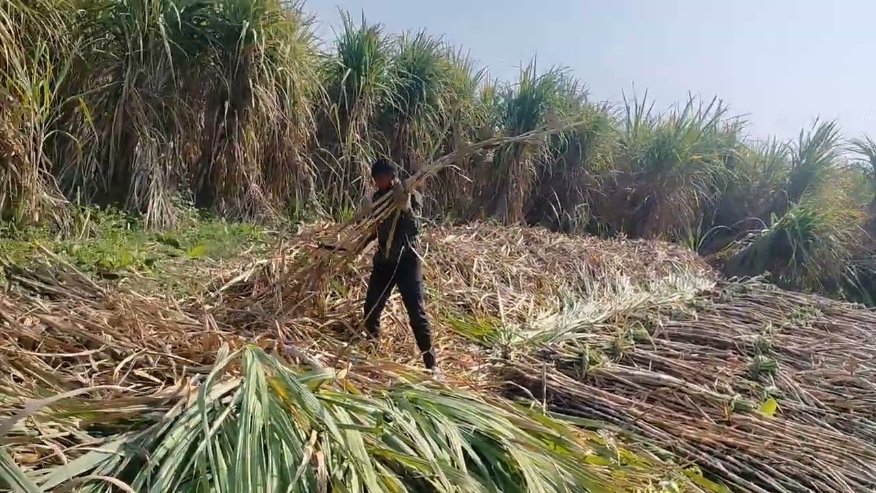 यह हमारे आगेता बोर्ड की गन्नछिलाई की वीडियो है आप सभी को यह वीडियो कैसी लगी कमेंट करेंrathifarming74