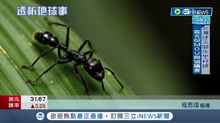 螞蟻總數量驚人！ 最新研究顯示全球至少'2萬兆隻螞蟻'品種逾1.5萬類 美國德州驚現'火紅蟻島'｜記者 程思瑋｜【國際局勢】20220923｜三立iNEWS