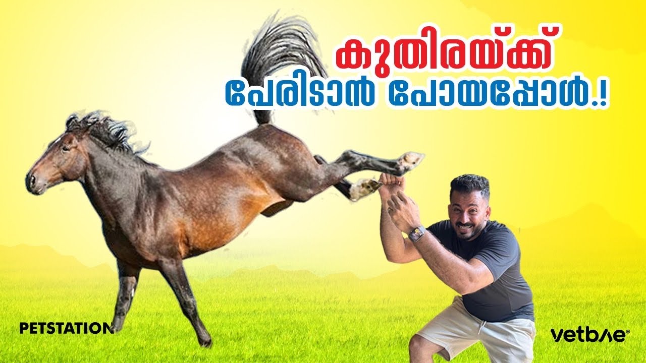 കുട്ടിക്കുതിരയ്ക്ക്‌ പേരിടാൻ പോയതാ.. സ്വഭാവം ഒക്കെ മാറി... Oreo’s baby “Jota”