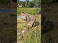 Harvesting and threshing rice with abundant results-Agriculture farming #shorts