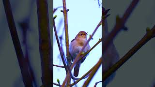 SUARA BURUNG SIKATAN LONDO DI HUTAN RIMBA | NIGHTINGALE #birds #shorts #sikatanlondo #nightingale