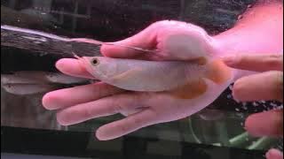 Tips Singkat Memilih Anakan Arwana Super Red