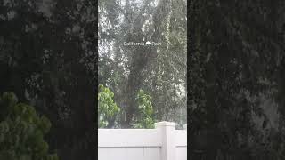 This is so calming to me when we get rainshowers in California
