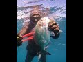 Long Shot Gilt Headed Sea Bream #shorts #orata #hero 105 #fishing #pesca #gilt headed bream