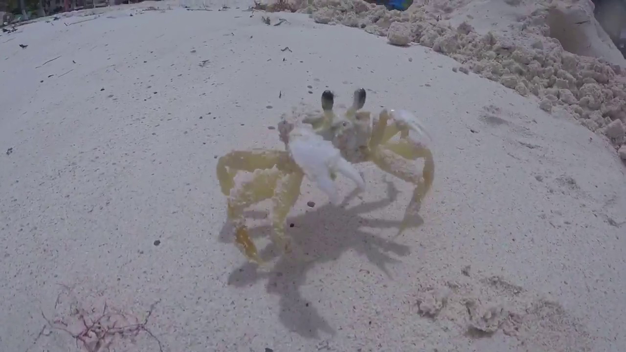 KILLER CRAB ATTACK in Tulum, Mexico! YouTube
