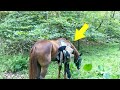 Hikers Spot a Lone Horse Out in The Woods. Looking Closer, They Discover Something Shocking