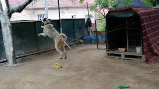 Güzelliğe Bak Maşallah Koca Kızoldu