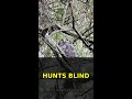 This Bird Hunts in TOTAL DARKNESS 🦉 How?!