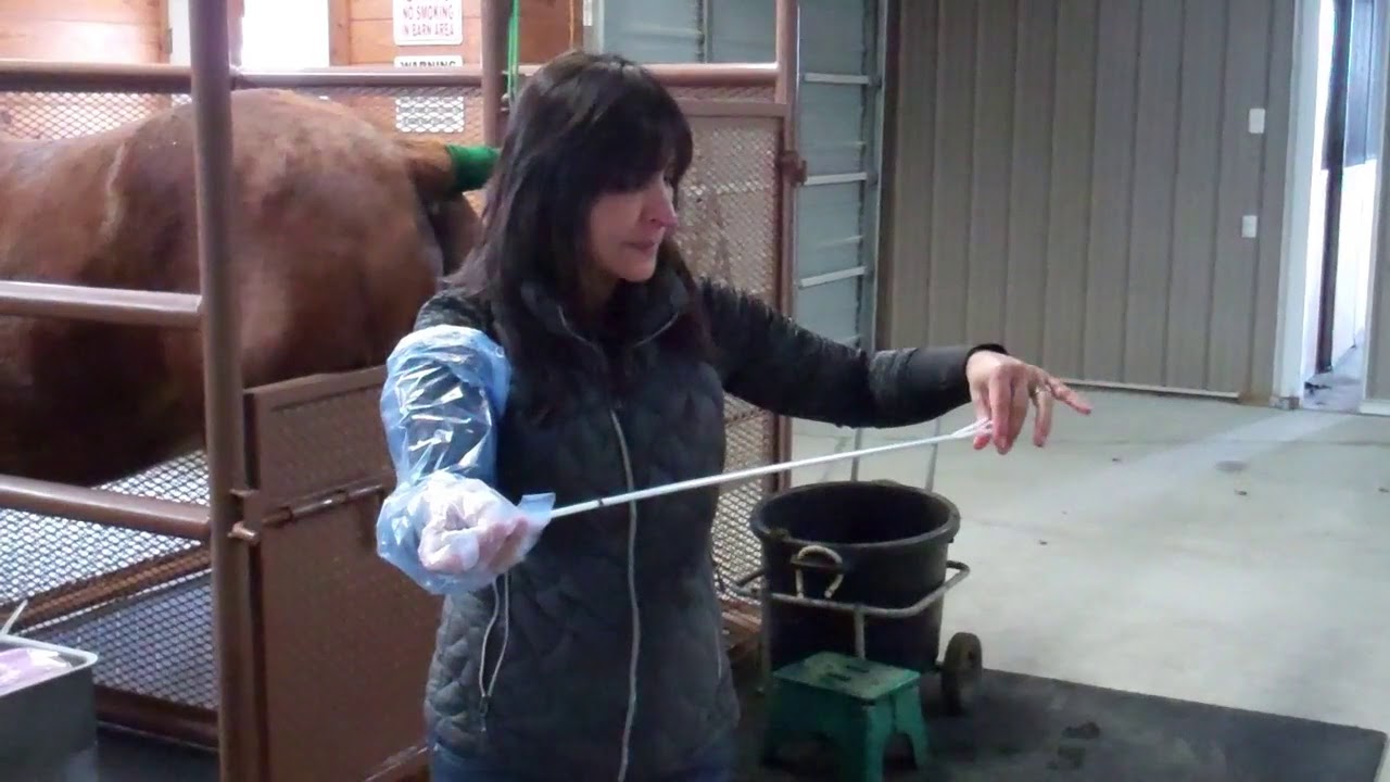 Preparing Open Mares for Breeding