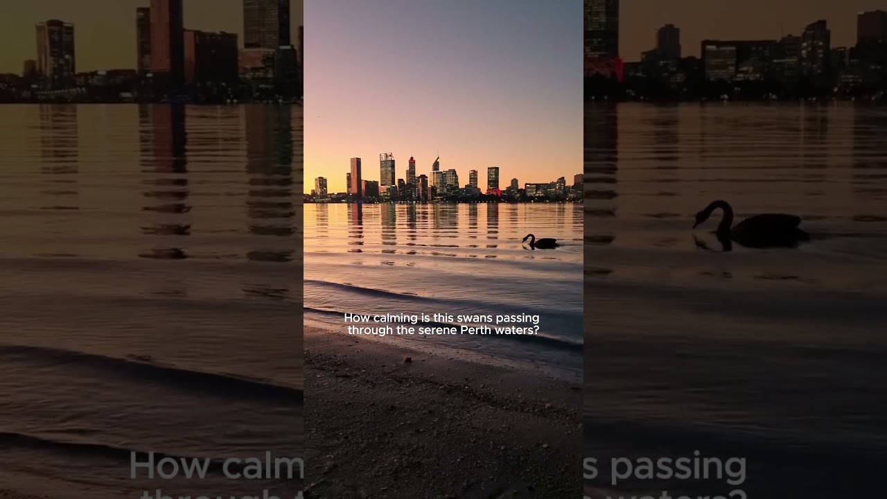 Don’t miss the finale—Perth’s icons captured perfectly on camera!🦢 