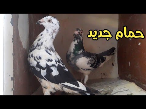 حمام جديد عند Anouar Panda زوج الحمام الزاجل بألوان نادرة 