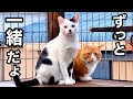 【里親決定】野良猫からずっとのお家へ!! 仲良し2匹の感動の軌跡!!