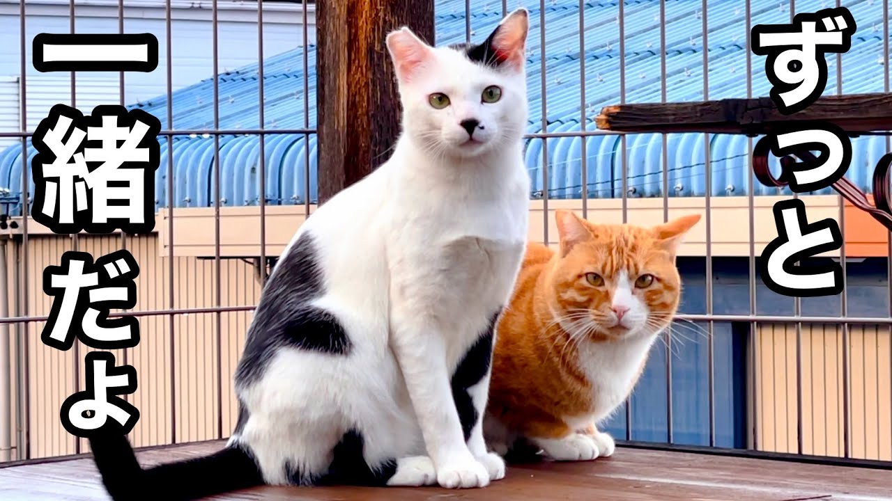 ねこまる専用 里親決定】野良猫からずっとのお家へ!! 仲良し2匹の感動の軌跡