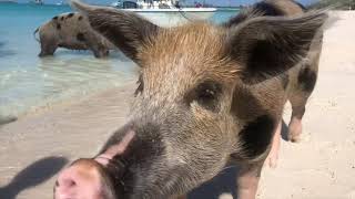 Swimming With The Pigs - Bahamas