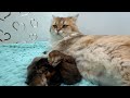 Miracle of birth: a cat gives birth to four tiny kittens!