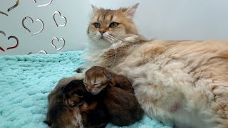 Miracle of birth: a cat gives birth to four tiny kittens!