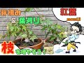 盆栽 モミジの芽摘みと葉刈りでしなやかな枝を増やす。Bonsai Japanese maple buds and leaves are cut to increase supple branches.