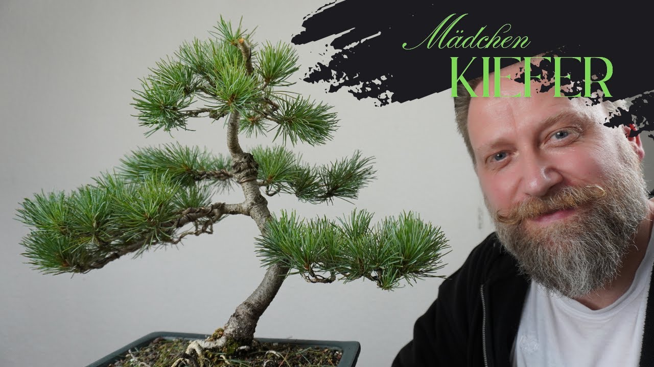 Bonsai für Anfänger - Mädchenkiefer - Pinus parviflora - Die Entwicklung eines Bonsais