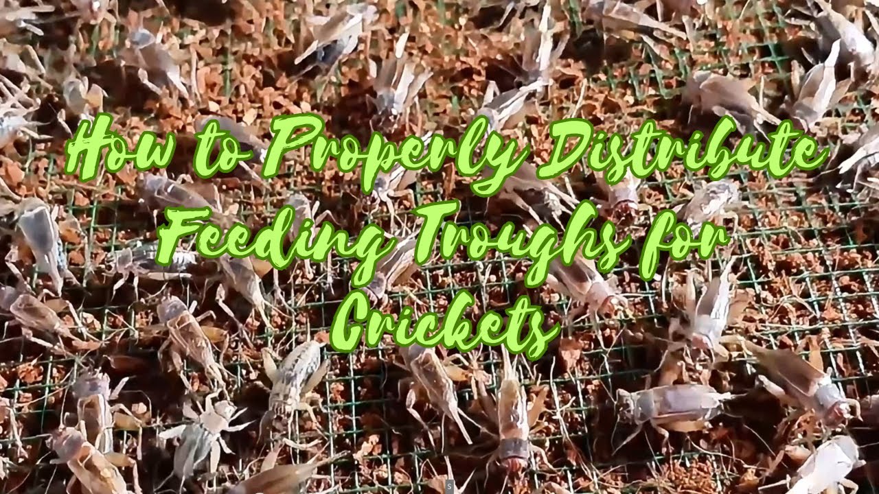 Image showcasing How to Properly Distribute Feeding Troughs for Crickets! #shorts # ...