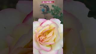 ✅Una Rosa Hermosa y Gigante??shortsbeautifulrosegardensummerflowersviralvideo