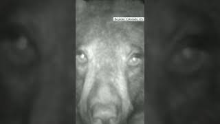 Bear snapped 400 times posing 'selfie' style for wildlife camera