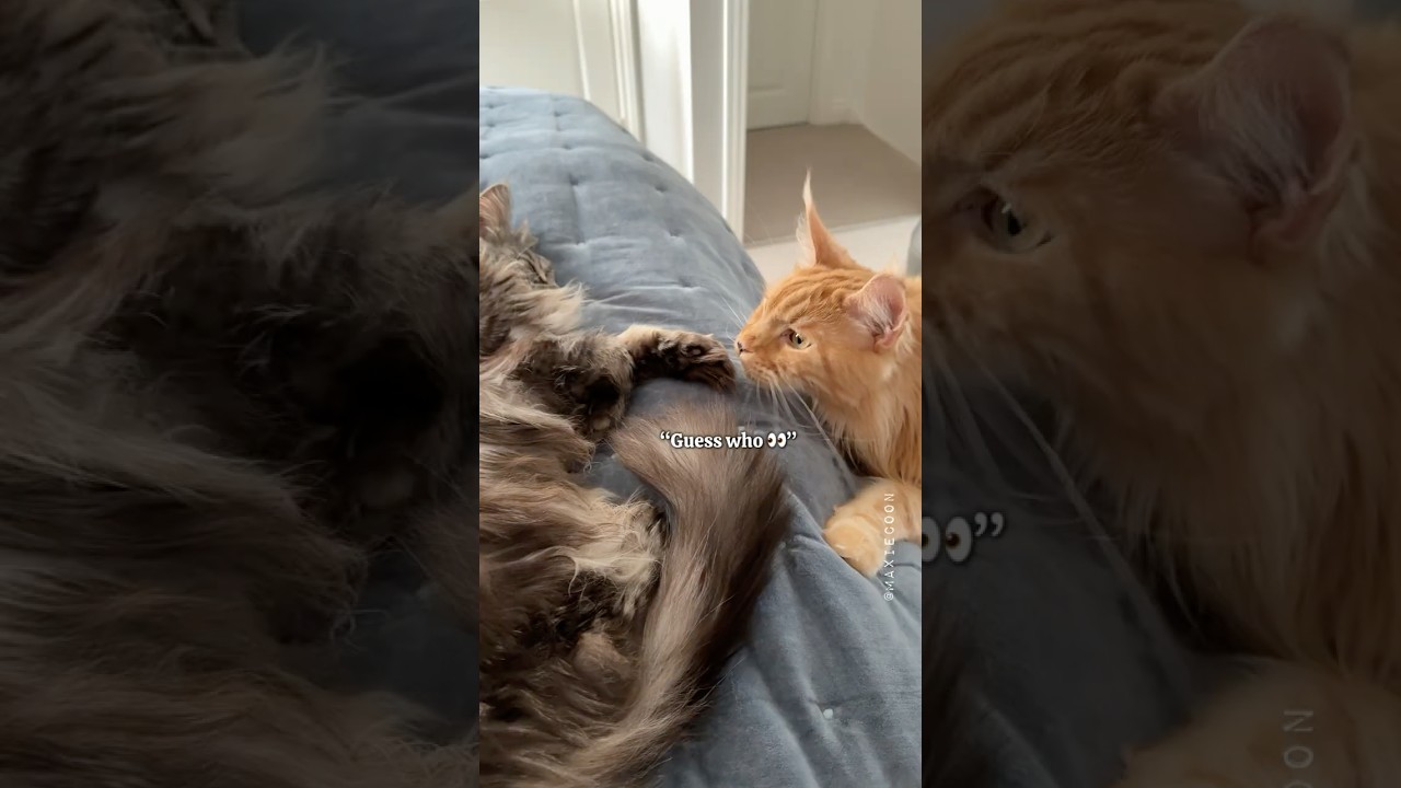 🔊He Can't Stop Pushing Her Hissy Buttons 😸🧡 #catslife #catsounds #mainecoons #funnycats