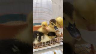 duckling كتاكيت بط #shorts #duckling