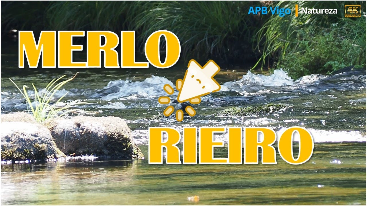 Merlo rieiro/Mirlo acuático no río Tea. #galicia #apbvigo #merlorieiro #mirloacuatico